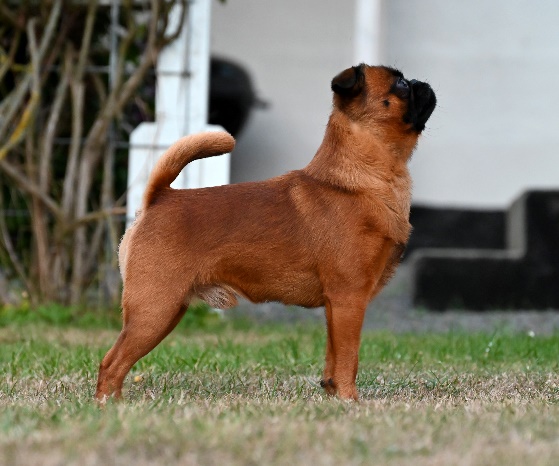 En bild som visar hund, utomhus, däggdjur

Automatiskt genererad beskrivning