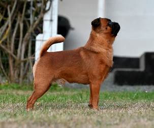 En bild som visar hund, svart, utomhus, däggdjur

Automatiskt genererad beskrivning