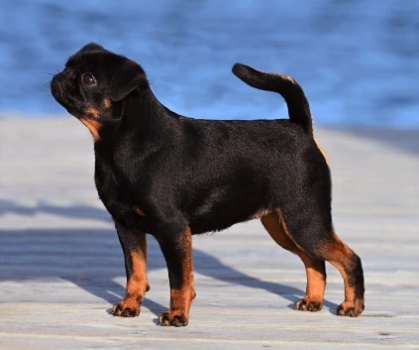 En bild som visar hund, utomhus, dggdjur, liten

Automatiskt genererad beskrivning