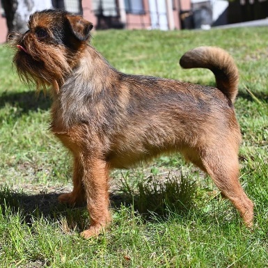 En bild som visar hund, utomhus, dggdjur, person

Automatiskt genererad beskrivning