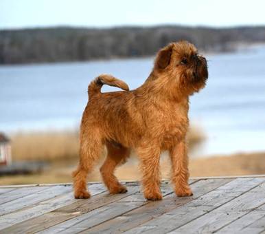 En bild som visar dggdjur, hund, utomhus, Hundras

AI-genererat innehll kan vara felaktigt.