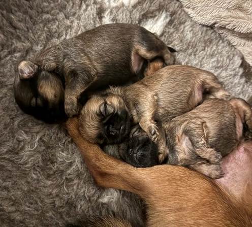 En bild som visar däggdjur, hund, Hundras, husdjur

AI-genererat innehåll kan vara felaktigt.